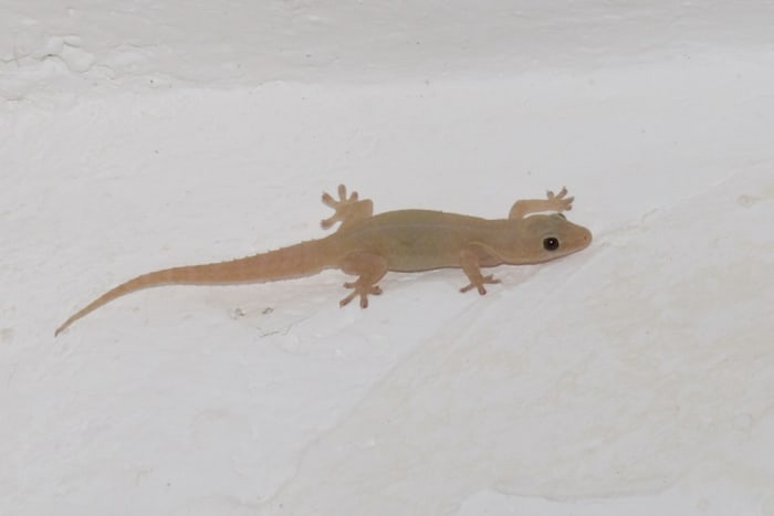 His mother saw his transformation even before he can reach the stairs. Her son looks very similar to a monitor lizard.