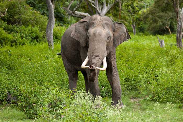 Asian elephants, along with other escaped zoo animals will have to adapt to new environments or die.