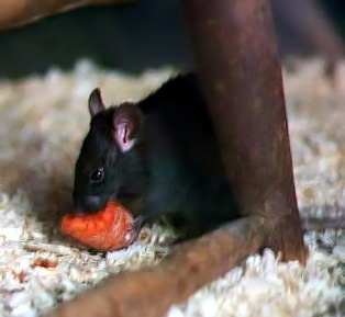 Rodents like black rats will swarm into abandoned shops and houses and experience a temporary population boom due to the excess of food.