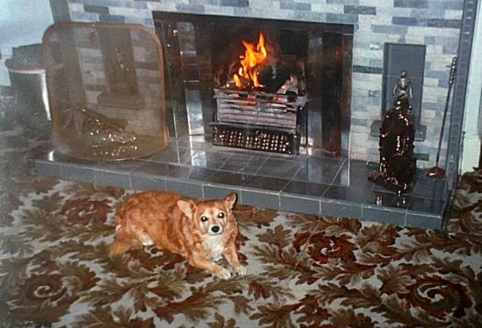 My little dog, Susie, who was my companion for nearly 18 years. I thought I would never get over her death.