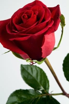 Express the love you so generously receive from God.