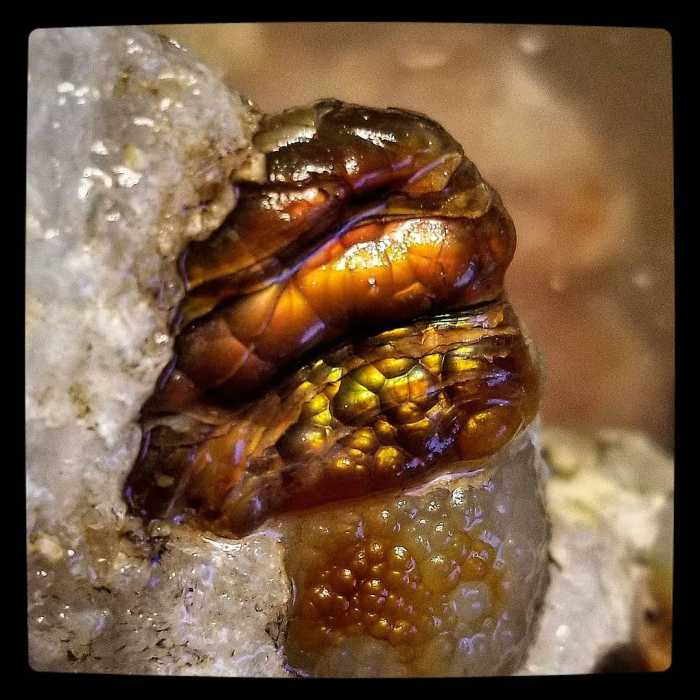 "I have here seen the power and glory of the Supreme Being. The majesty of His handiwork is in that testimony of the rocks" ~ Lafayette H. Bunnell ~ American physician, author, and explorer - Arizona fire agate
