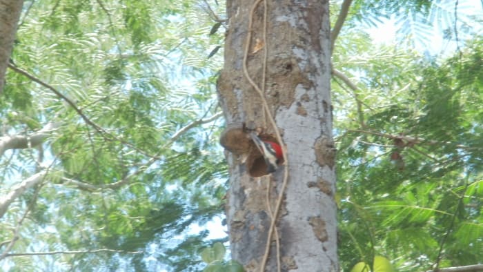 Male baby woodpecker peeking out of his doorway. Patience and persistence paid off!
