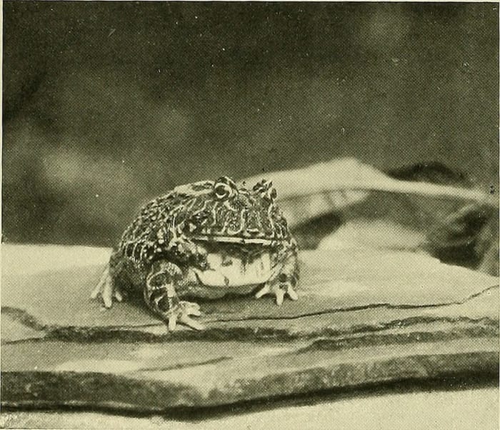 Image from page 301 of Animal Life and the World of Nature A magazine of Natural History 1902