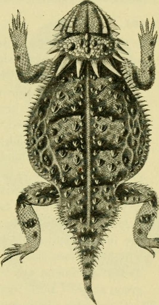 Image from page 93 of The geography of Texas physical and political 1905
