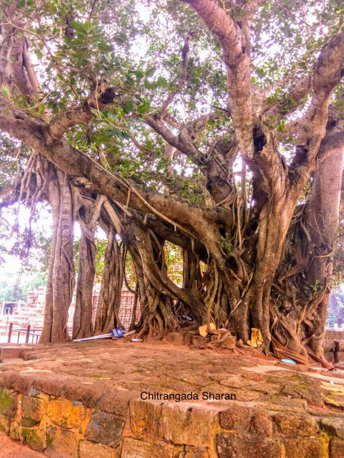 An old Banyan tree, with many supporting roots. Can you imagine, how much this tree must have seen?
