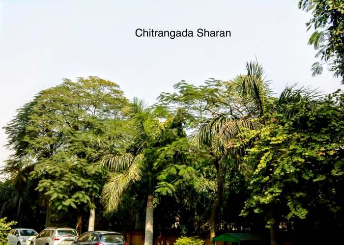 While walking along my apartment park, I always find myself blown away by the beauty of these trees.