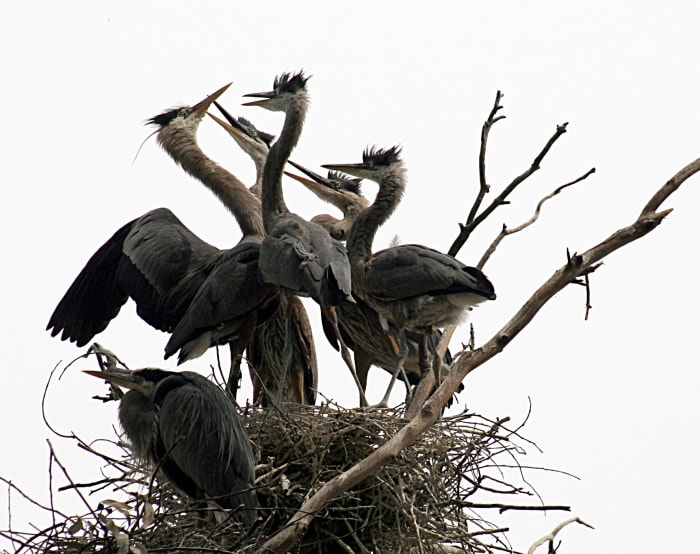 Breeding in their nest.