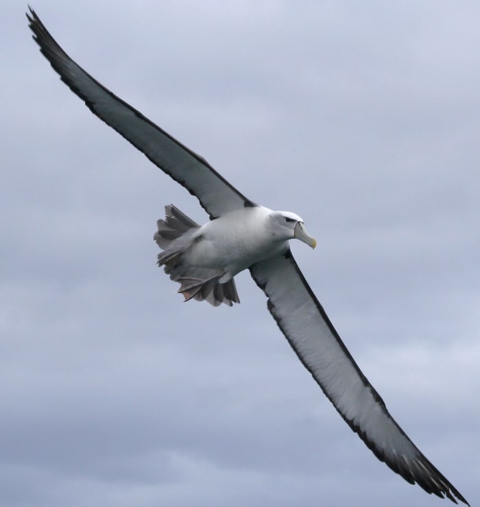 Wandering White Albatross