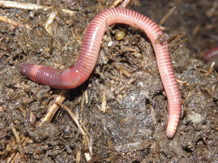 Fishing worm