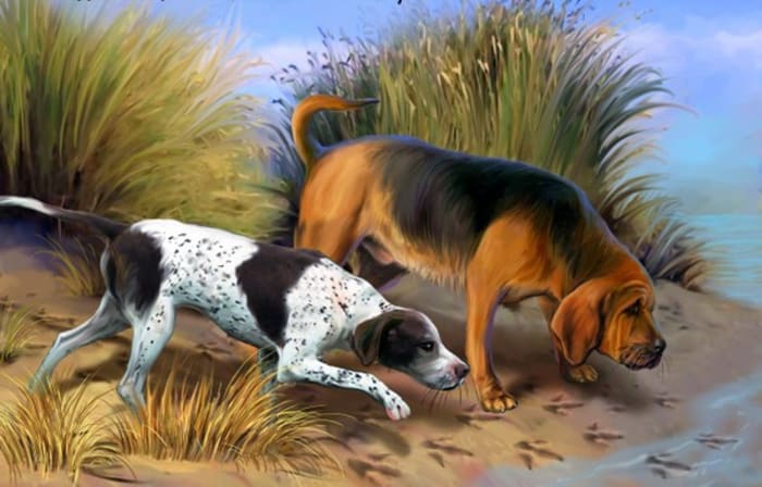 (left) Spot. A Pointer, A Smart Friendly breed of dog. All-purpose gun-dog, with exceptional skills in game finding, pointing and retrieving. The perfect companion for any game hunter. Always alert, intelligent, a fantastic sense of smell.