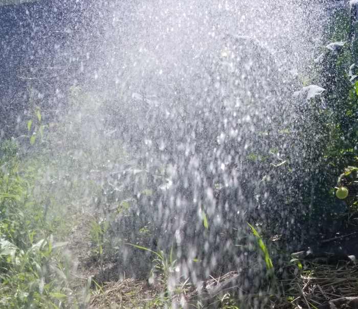 Watching water droplets sparkle in the sunshine while I water our gardens is as enchanting as it is refreshing.
