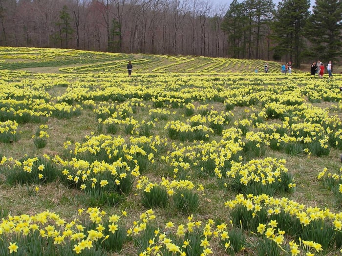 A field full of daffodils bloom in March. As far as I know, none are Derwydds.