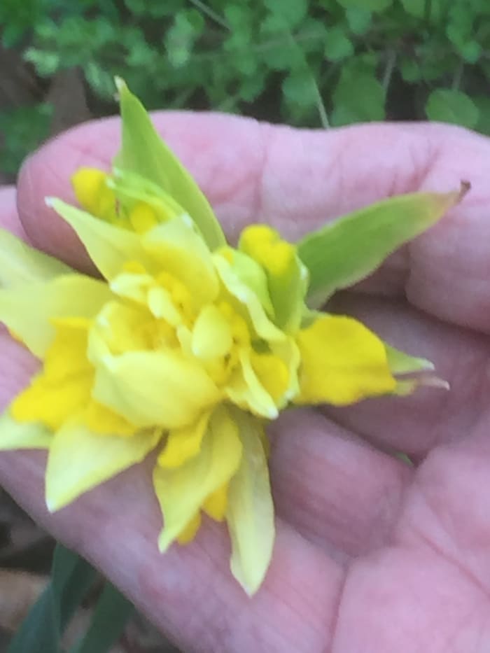 I want to thank Sheila so much, for your gift of these lovely plants. This is a photo of the one that bloomed beautifully. We haven't had a chance to clean the flowerbed before St. Patrick's Day yet.