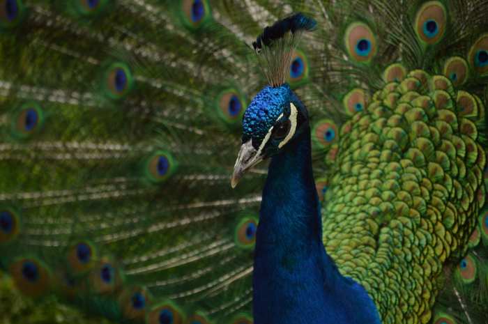We call this guy Dude. We don't know what type of chicken he is, but we think it would be impolite to make a big deal of it.