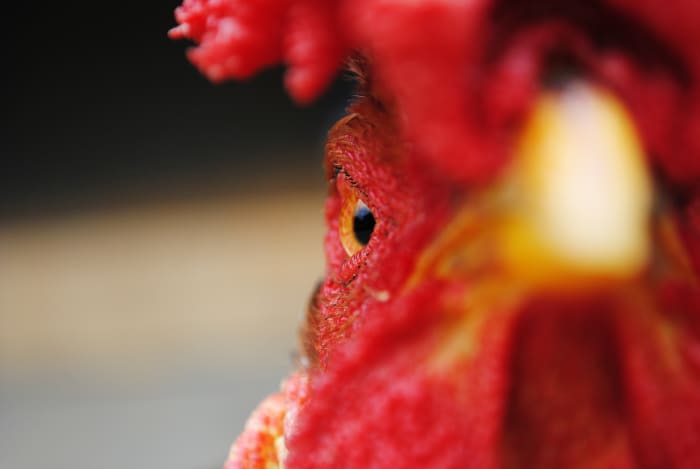 Only Dad's legs were damaged in the flogging. Experts say it is difficult to gauge the mood of a chicken.