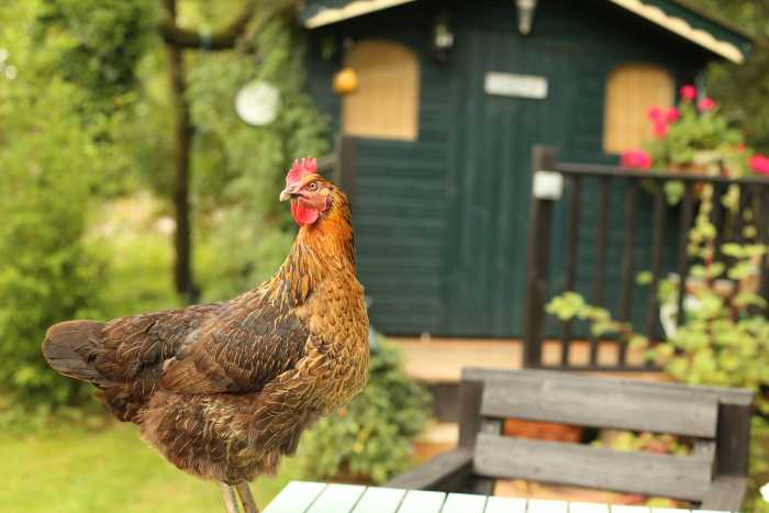 Dad is heavily vested in the chicken vote. I told him the old saw about the eggs and the basket, but he was not moved by it.
