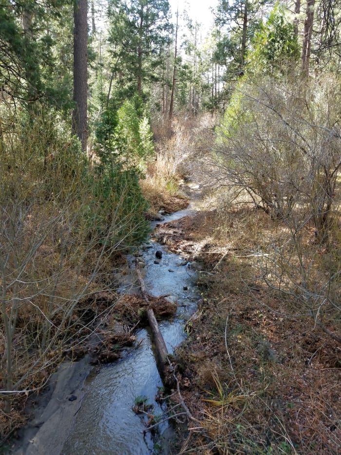 Strawberry Creek, Idyllwild, California. Nature's creative work nourishes the spirit with joy.
