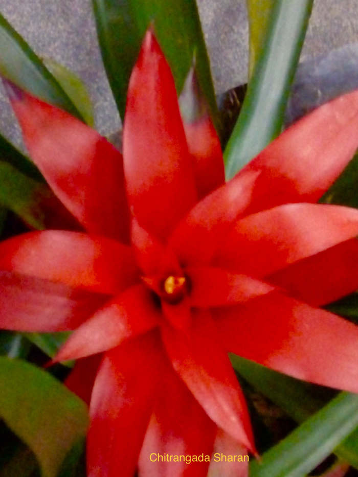 The colour red symbolises Power, strength as well as Love—Red and bright flower