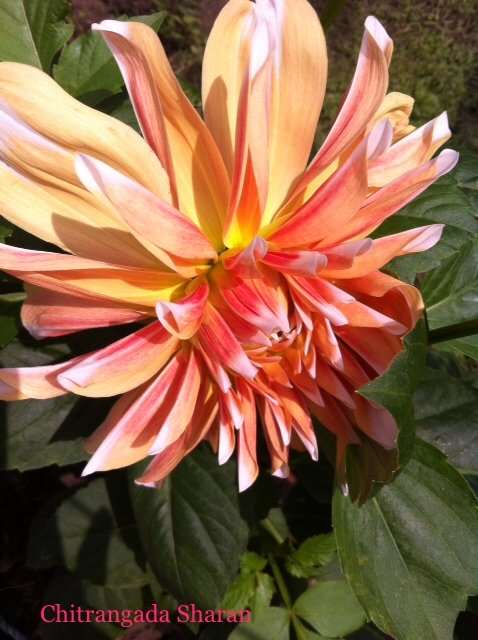 Orange combines the energy of red and the happiness of yellow. What a pretty combination!—Pink with traces of orange, Dahlia flower