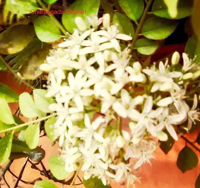 The colour white signifies purity and innocence—White flowers blossom on a curry plant
