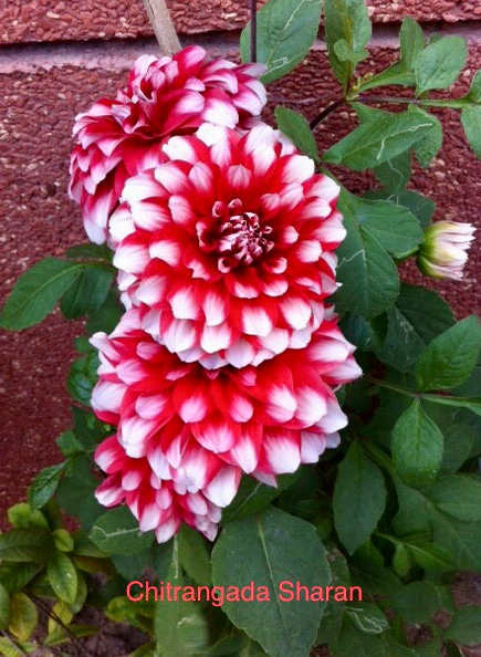 Amazing colour combination, only Nature can create—Bright pink Dahlia flowers