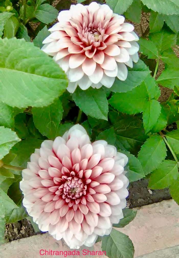 Pink colour signifies feminine, delicate and romantic—The Pink beauties—Dahlia