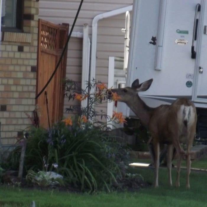 This is a deer who managed to get inside my deer proof fence. We discussed the issue and I managed to encourage her to leave.