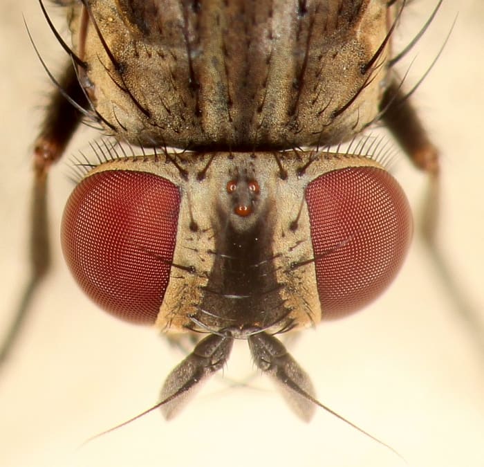 Housefly looking downward from his "lofty" place: the ceiling.