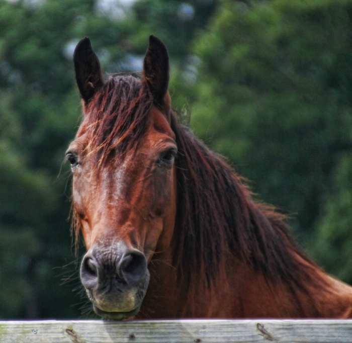 A bay Quarter Horse watches the photographer with curiosity