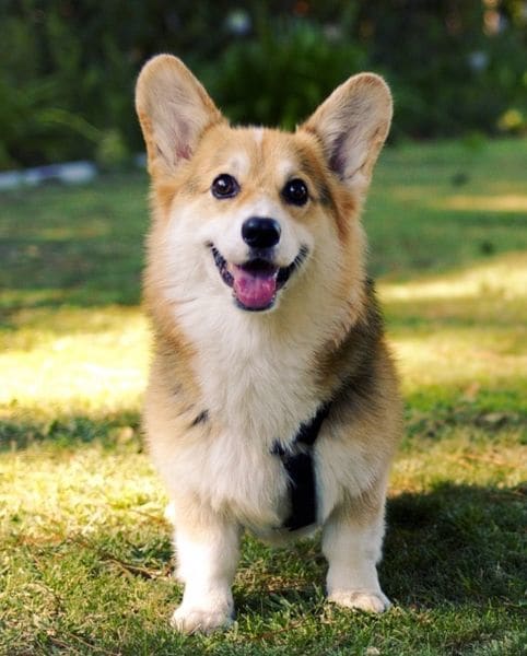 Fun-loving Welsh Corgi