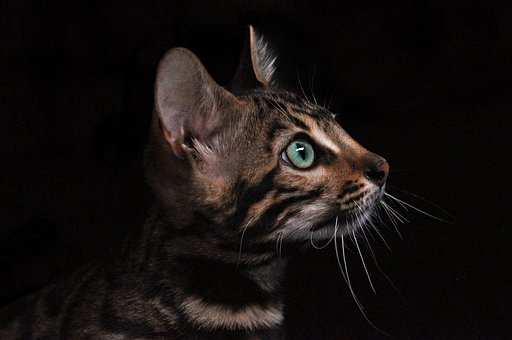 The love that someone feels for their pet can survive anything, even their passing on into the afterlife.