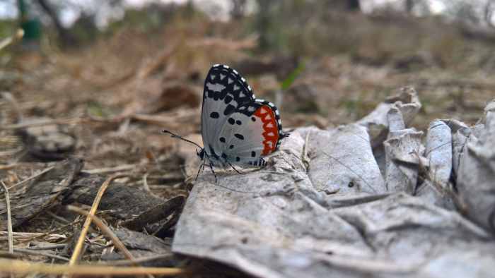 A beautiful personality is similar to a butterfly. It brings about a sense of joy and colour to wherever it goes.