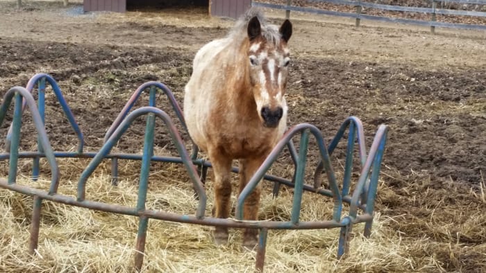 Peanut is laughing at the big horses because they can't fit inside the hay ring to get the last scraps out !