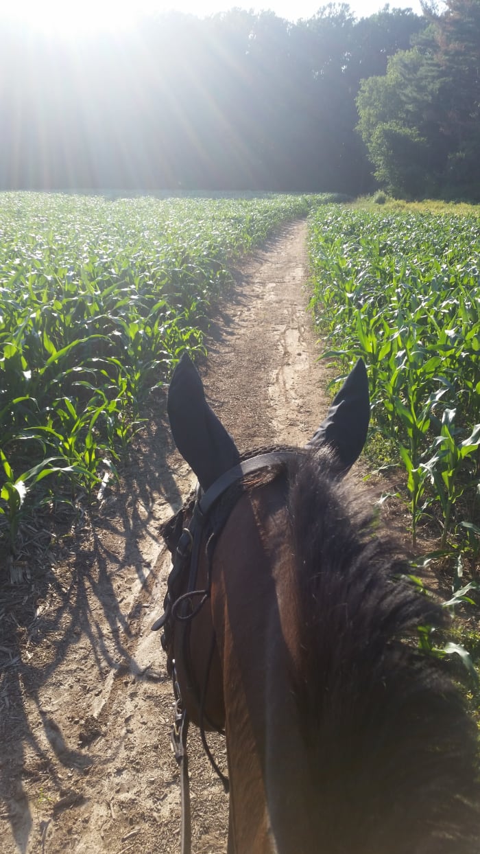 My old normal involved horses almost 99,9 % of the time! This was one of my favorite views.