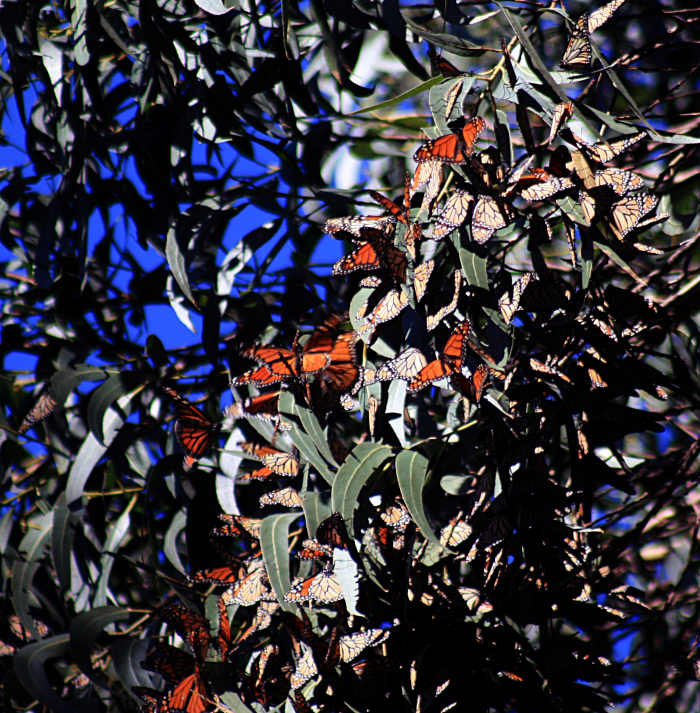 Wintering Monarch Butterflies by Brocken Inaglory