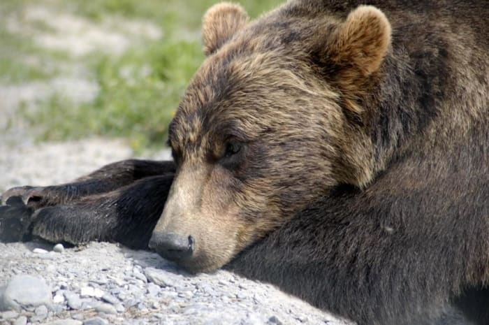 After a day of foraging, nothing beats a long, leisurely nap. . .that is if you are a Grizzly Bear.