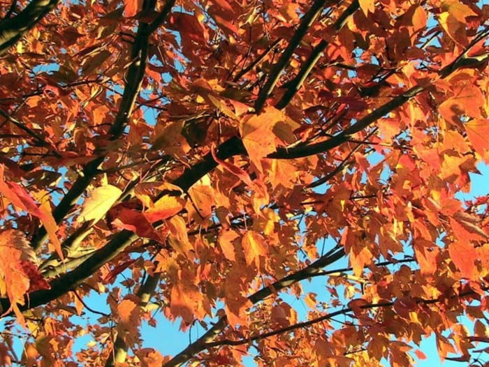 I love the fall season to the point of being an addict of the many wonderful segments that make up this wonderful season.