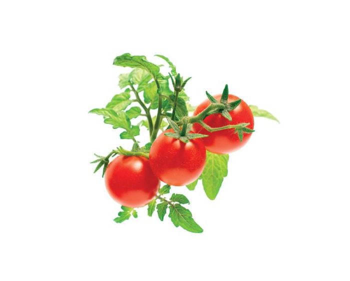Being named after Kamalia and the hardships she endured because of her love for her kids, the strange plant was named kamatis.