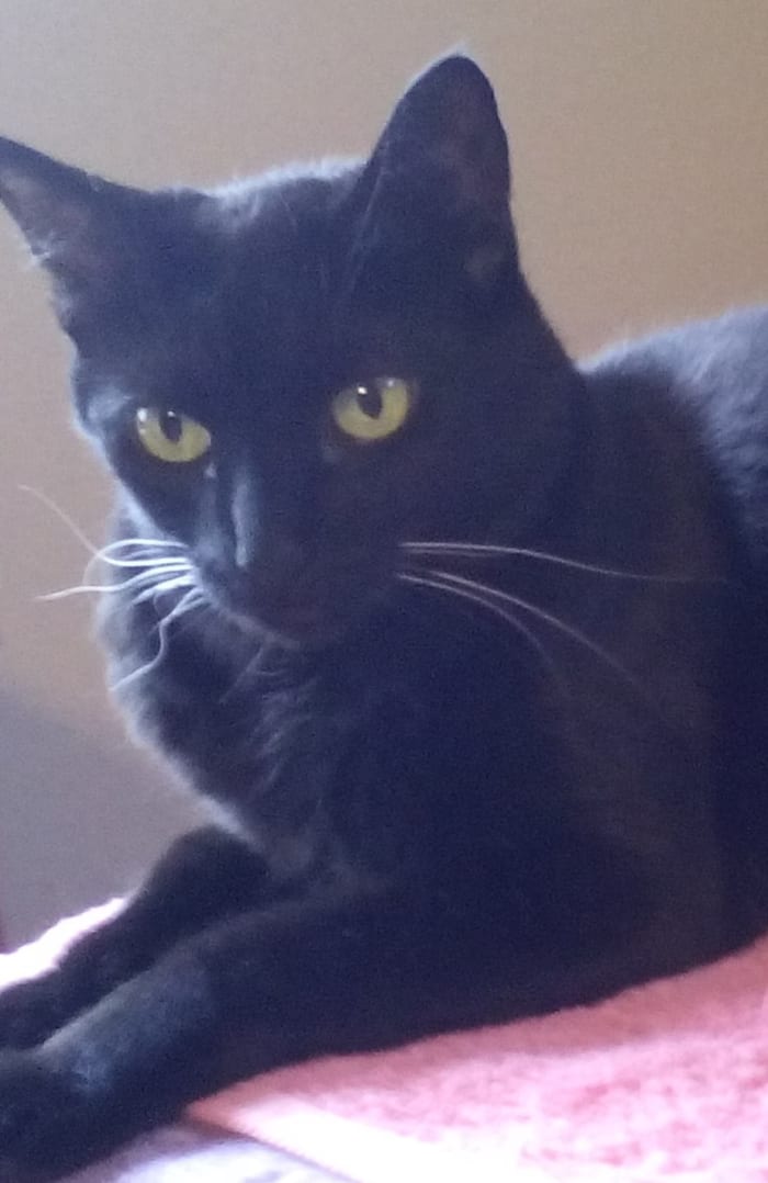 Emerald has five names and nine beds and would be very pleased if Pandy would go live in someone else's house rather than hers.