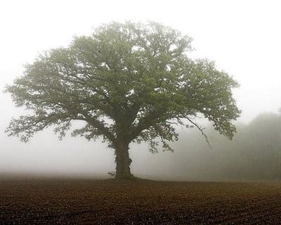 Little seed, huge tree.