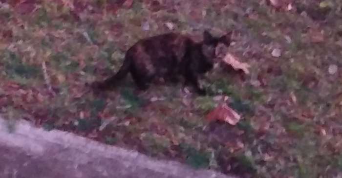 This little gal tries to be so brave. She races around on the bench as I lay food out. But she will not stay until I depart.