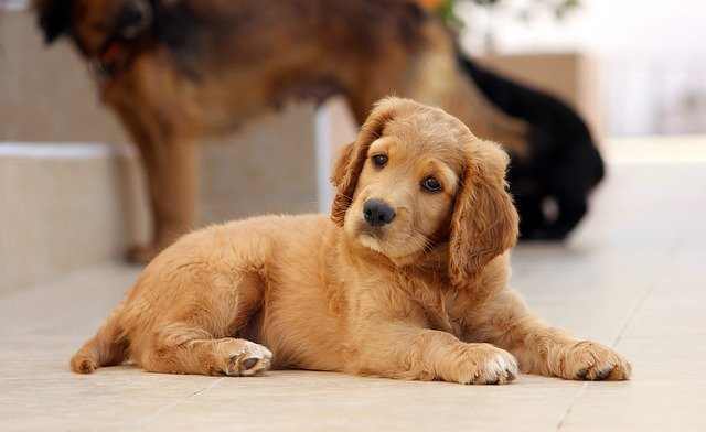 Have a pro assess your dogs and weigh in on your particular situation