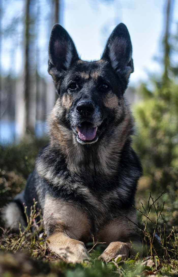 german-shepherd-service-dogs
