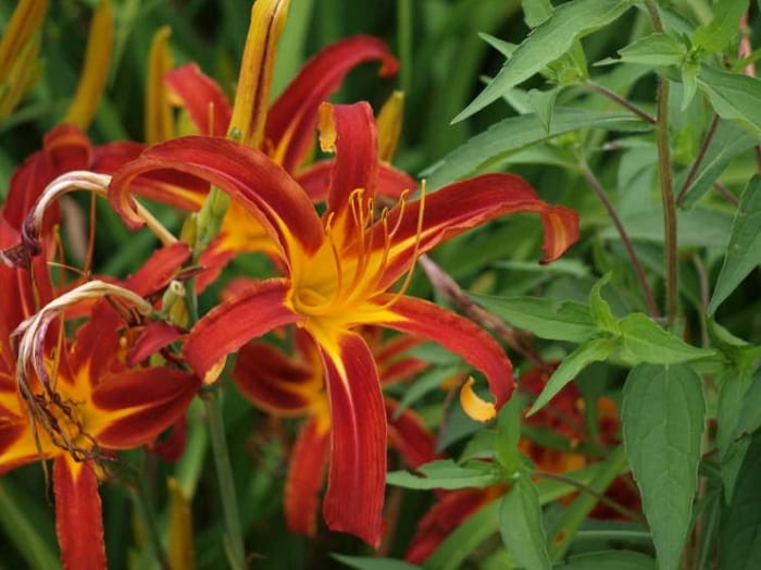 Nona's garnet spider daylily is an extended bloomer. It has spider-like, 16-hour blooms with garnet red petals, a golden yellow eye, and a tiny green throat.