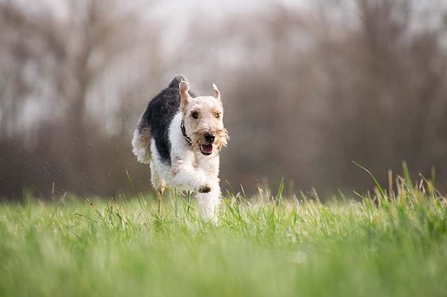 Train your dog on boundaries