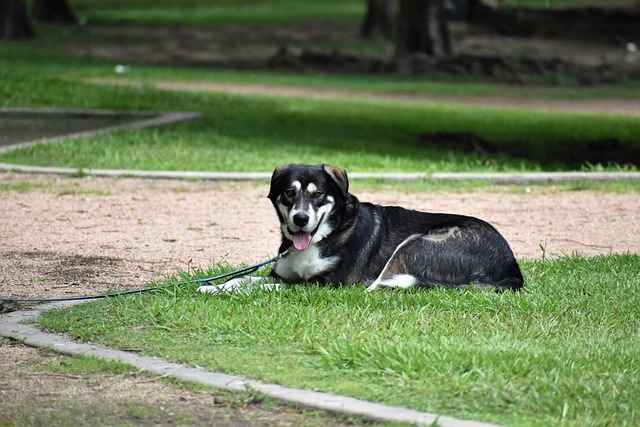 tie-out cable for dogs