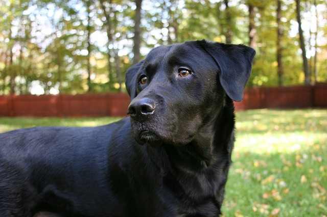 A fence provides a boundary and keeps your dog safe.