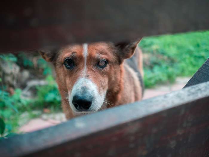 Is your dog being abused?