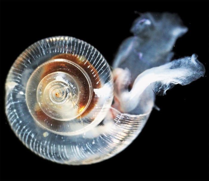 Acid damage (white areas and missing ridges) on a sea butterfly shell